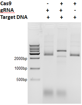 cas9-cut3